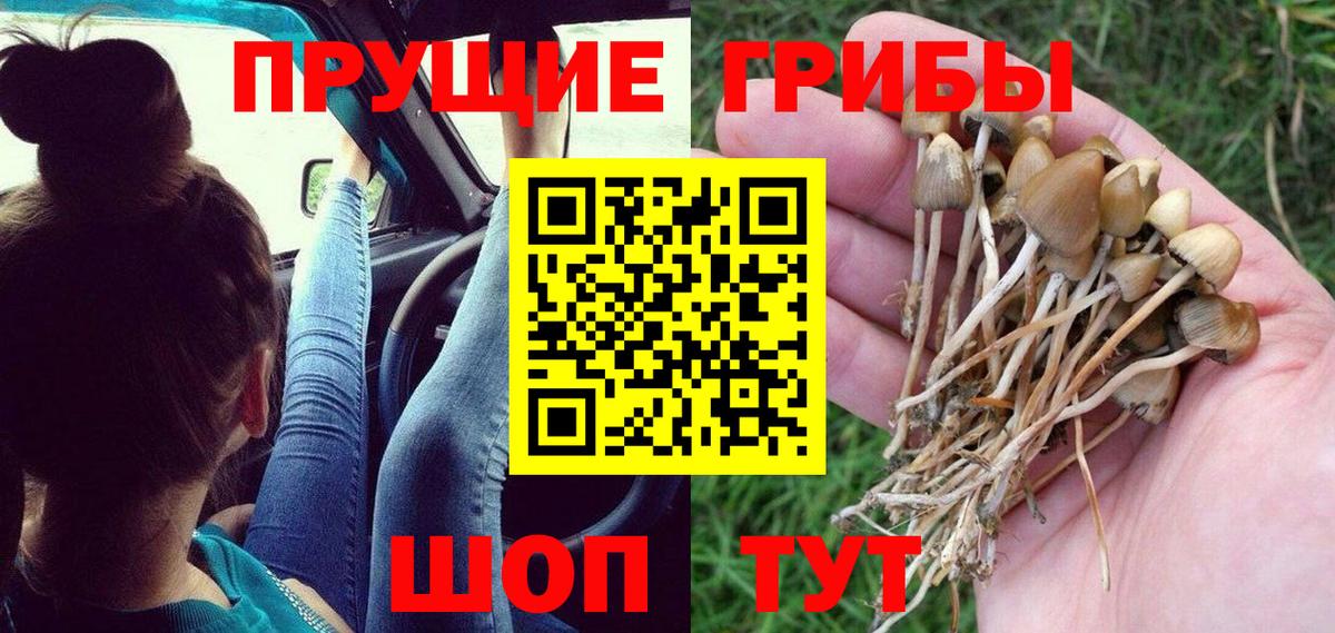 Псилоцибиновые грибы GOLDEN TEACHER Тверь