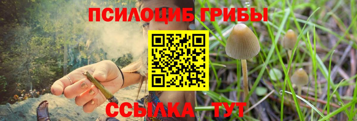 Тверь  Псилоцибиновые грибы MAGIC MUSHROOMS  Вход с VPN 